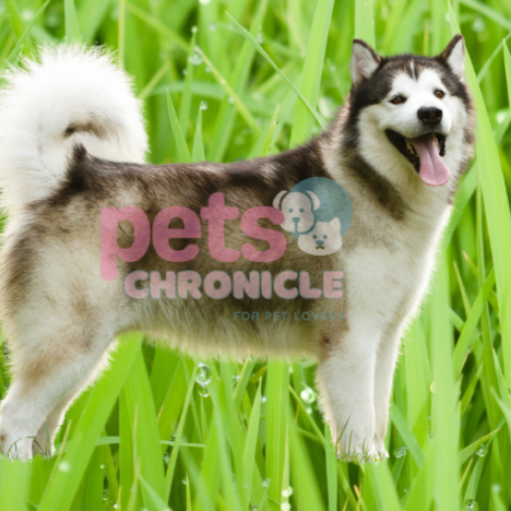 Alaskan Malamute: A Majestic Companion for Pet Lovers