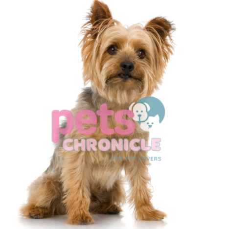 Australian Terrier: A Lively and Loyal Companion for Pet Lovers