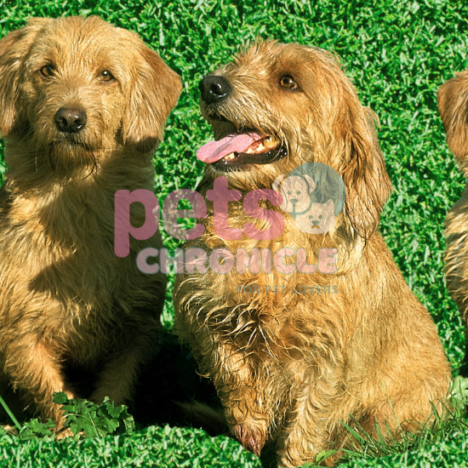 Basset Griffon Vendeen: The Charm of the Shaggy French Dog