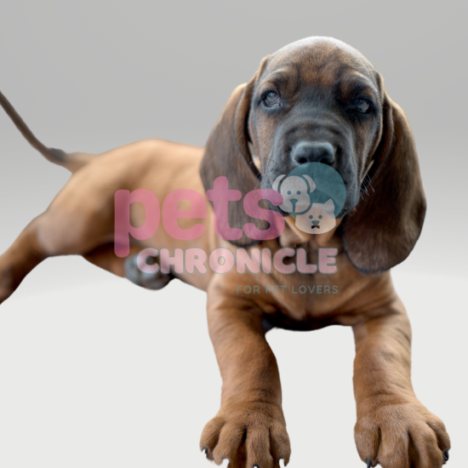 Basset Hound: The Quirky and Loveable Companion