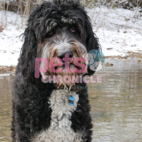 Bergamasco: A Unique and Loving Companion for Pet Lovers