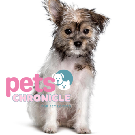 Chinese Crested: An Endearing and Unique Breed for Pet Lovers