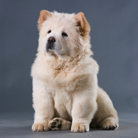 Chow Chow: The Majestic Lion-Like Companion - Pet Chronicle