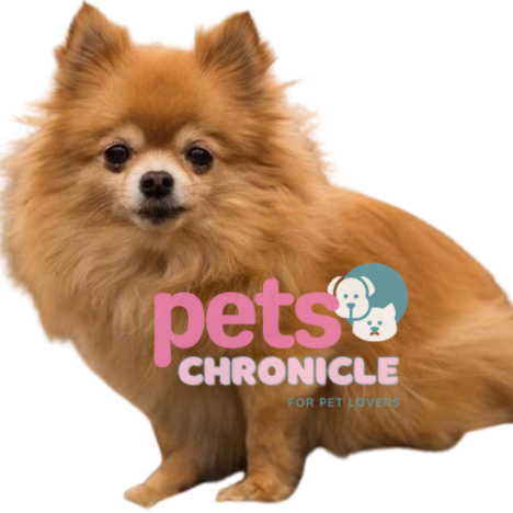 Pomeranian