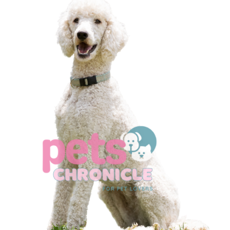 Poochon: The Perfect Companion for Every Pet Lover