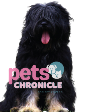 Portuguese Water Dog: Enchanting Canine Companion  Pet Lovers