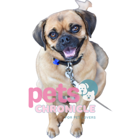 Pugapoo: The Perfect Blend of Pug and Poodle