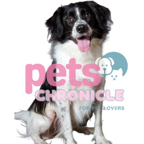 Sproodle: The Ideal Pet for Every Pet Lover