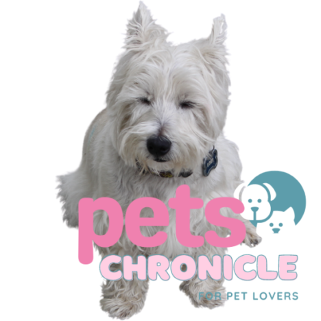 Westiepoo: The Perfect Blend of Cuteness and Intelligence