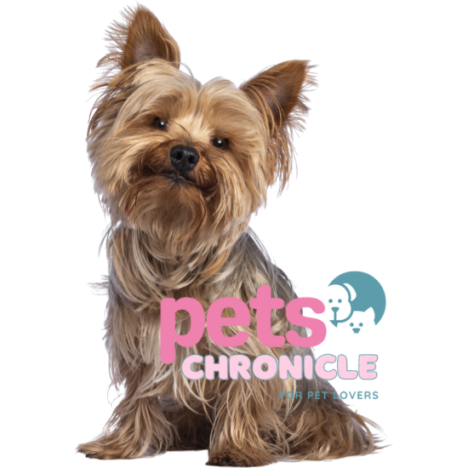 Yorkie Poo: The Adorable Hybrid Dog