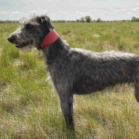 Basset Bleu De Gascogne: The Endearing Canine Companion